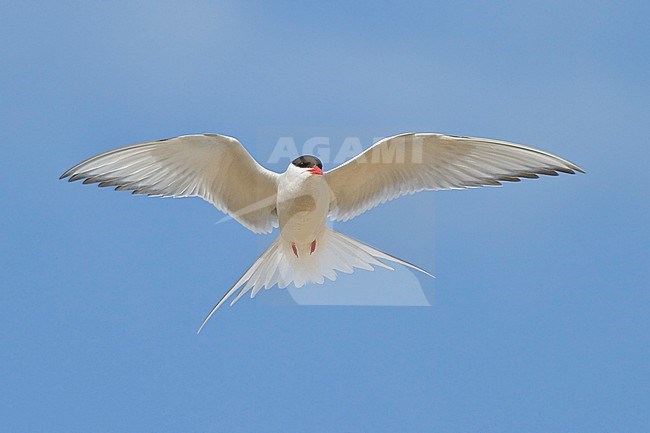 Arctic Tern (Strena paradisaea) flying in Churchill, Manitoba, Canada. stock-image by Agami/Glenn Bartley,