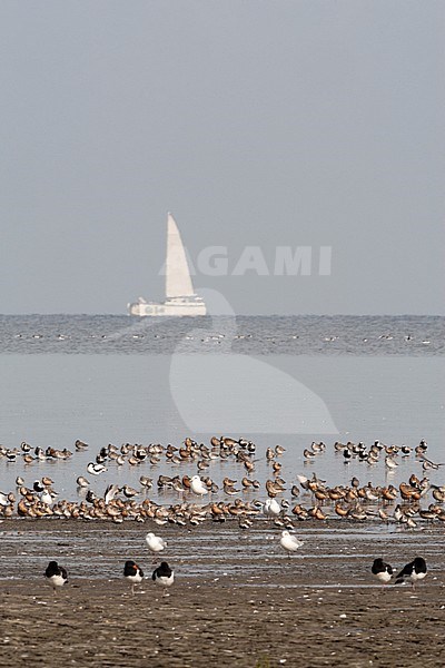 Grote groepen vogels in Westhoek; Bird flocks at Westhoek stock-image by Agami/Marc Guyt,