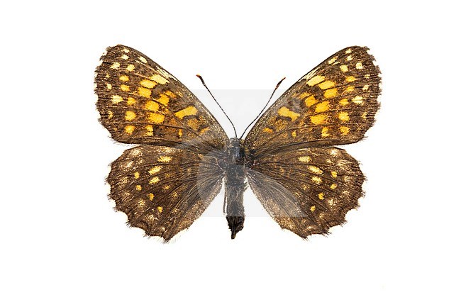 False Heath Fritillary, Woudparelmoervlinder, Melitaea diamina stock-image by Agami/Wil Leurs,