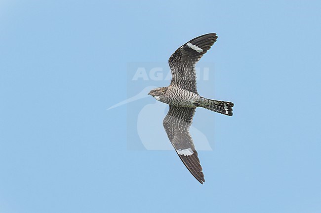 Adult male
Galveston Co., TX
April 2023 stock-image by Agami/Brian E Small,