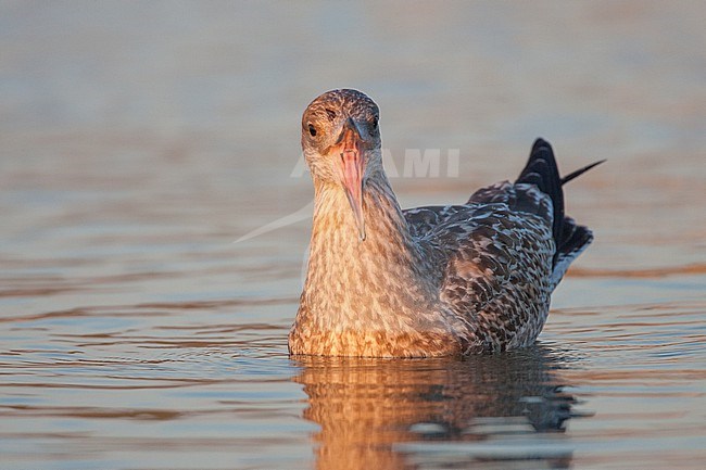  stock-image by Agami/Menno van Duijn,