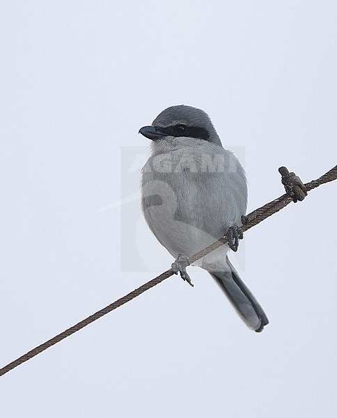 Great Grey Shrike (Lanius excubitor koenigi) perched on wire in Tenerife, Canary Islands, Spain stock-image by Agami/Helge Sorensen,