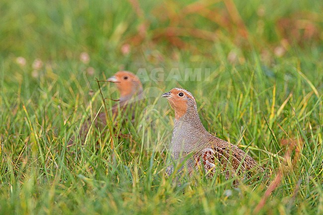 Patrijs zittend in grasland; Grey Partridge perched in grassland stock-image by Agami/Menno van Duijn,