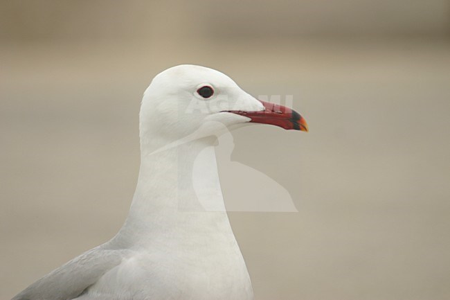 Volwassen Audouins Meeuw op het strand; Adult Audouins Gull on the beach stock-image by Agami/Menno van Duijn,