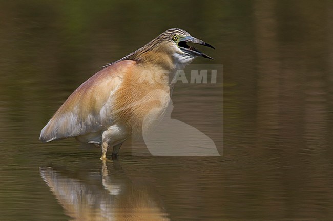 Ralreiger; Squacco Heron stock-image by Agami/Daniele Occhiato,