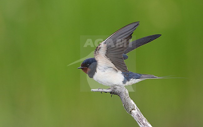 Barn Swallow (Hirundo rustica rustica) adult perched on a branch showing underwing at Vestamager, Denmark stock-image by Agami/Helge Sorensen,