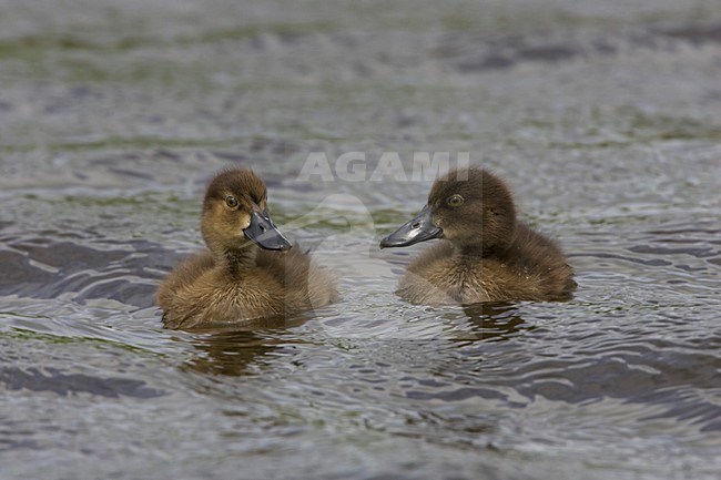 Jonge Kuifeendjes; Tufted Duck chicks stock-image by Agami/Arie Ouwerkerk,