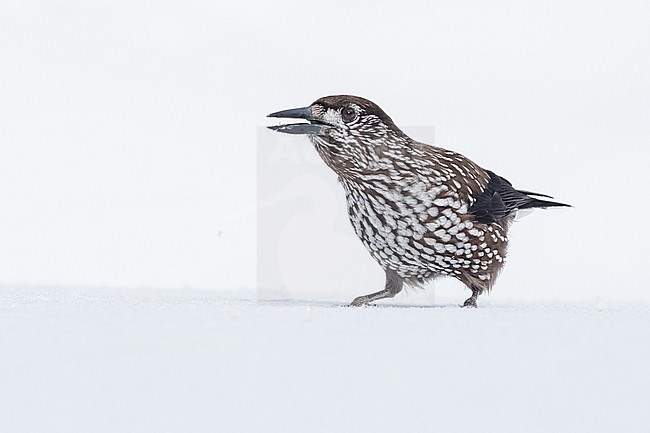 Spotted Nutcracker (Nucifraga caryocatactes) sitting in the snwo in  alpin forest of Switzerland. stock-image by Agami/Marcel Burkhardt,