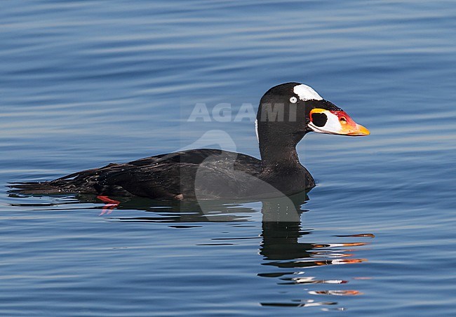 Adult
Los Angeles Co., CA
December 2014 stock-image by Agami/Brian E Small,