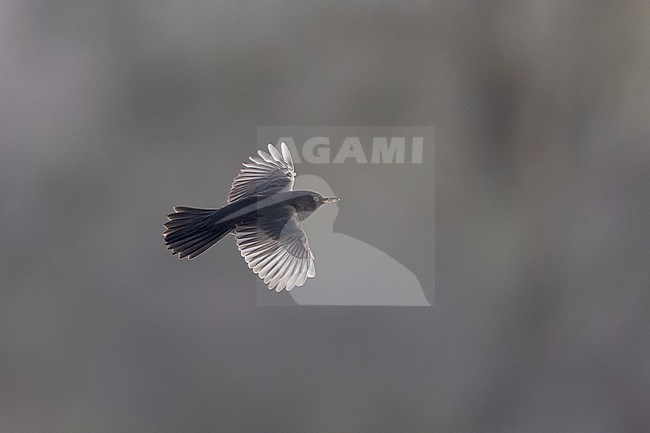 First-winter male Common Blackbird (Turdus merula) in flight at Rudersdal, Denmark stock-image by Agami/Helge Sorensen,