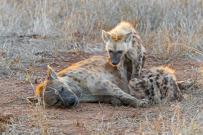 Spotted Hyena (Crocuta crocuta), an adult female and two cubs resting, Mpumalanga, South Africa stock-image by Agami/Saverio Gatto,