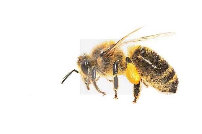 Honey bee, Apis mellifera stock-image by Agami/Wil Leurs,