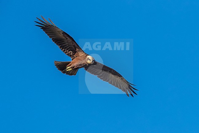 Female Western Marsh-harrier (Circus aeruginosus aeruginosus) flying over Uitkerkse polders, Western Flanders, Belgium. stock-image by Agami/Vincent Legrand,