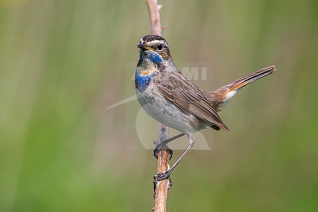 Red-spotted Bluethroat, Roodgesterde Blauwborst stock-image by Agami/Daniele Occhiato,