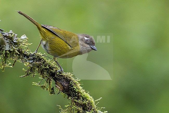 Common Chlorospingus (Chlorospingus ophthalmicus) perched on a branch in Costa Rica. stock-image by Agami/Glenn Bartley,