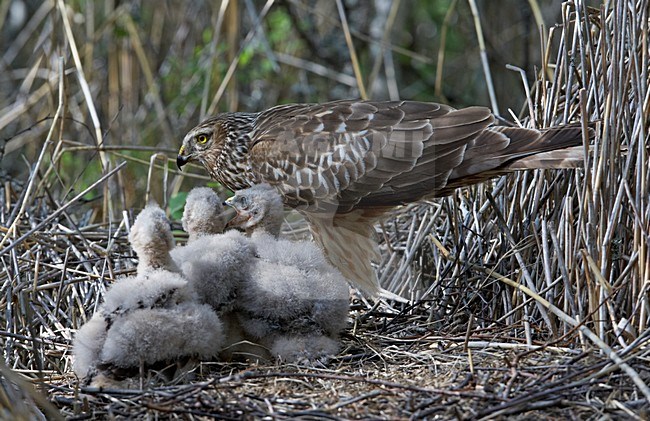 Vrouwtje Blauwe Kiekendief met jongen op het nest; Female Hen Harrier with young on the nest stock-image by Agami/Markus Varesvuo,