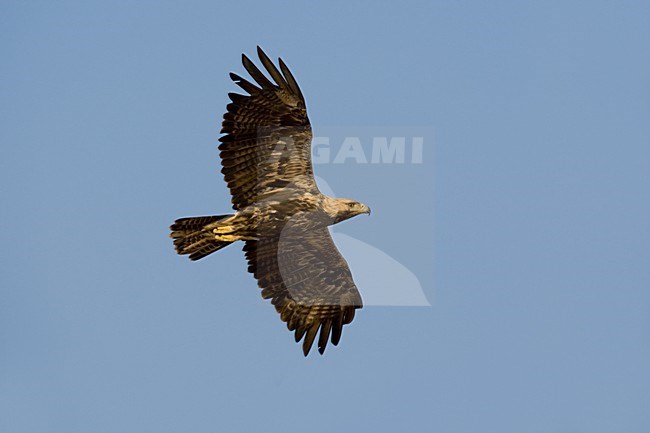 Keizerarend in vlucht; Asian Imperial Eagle in flight stock-image by Agami/Daniele Occhiato,