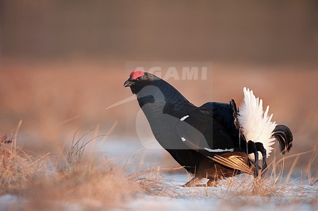 Korhoen mannetje baltsend; Black Grouse male displaying stock-image by Agami/Han Bouwmeester,