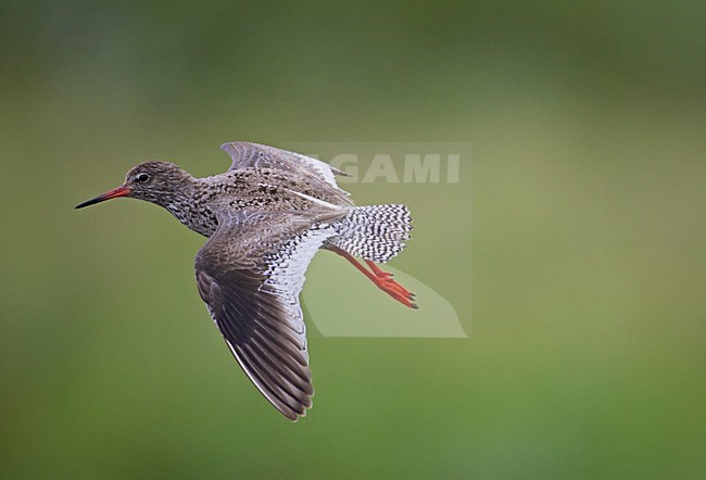 Volwassen Tureluur in de vlucht; Adult Common Redshank in flight stock-image by Agami/Markus Varesvuo,