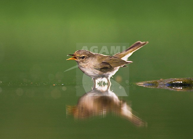 Common Chiffchaff (Phylloscopus collybita) bading in green colored water. stock-image by Agami/Marc Guyt,