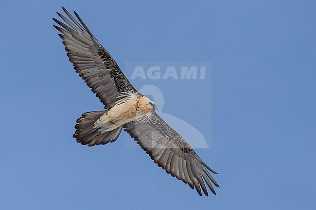 Adult  Bearded Vulture (Gypaetus barbatus) flying against blue sky  in the swiss alps. stock-image by Agami/Marcel Burkhardt,