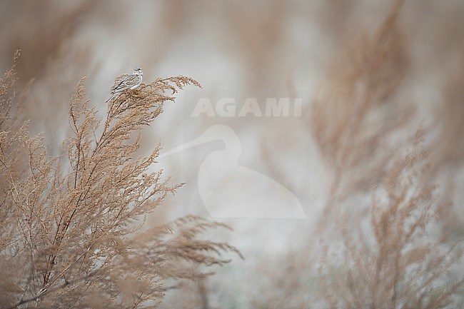 Asian Lesser Short-toed Lark (Alaudala rufescens ssp. cheelensis), Russia (Baikal), adult perched on top of reed stock-image by Agami/Ralph Martin,