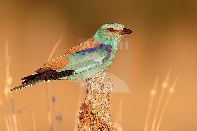 European Roller (Coracias garrulus), side view of an adult male perched on a dead trunk, Campania, Italy stock-image by Agami/Saverio Gatto,