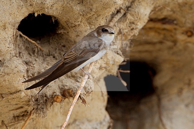 Oeverzwaluw in zit bij nesthol; Sand Martin perched near breeding hole stock-image by Agami/Daniele Occhiato,