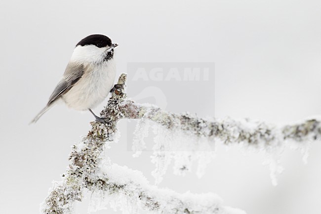 Matkop in de sneeuw; Willow Tit in the snow stock-image by Agami/Markus Varesvuo,