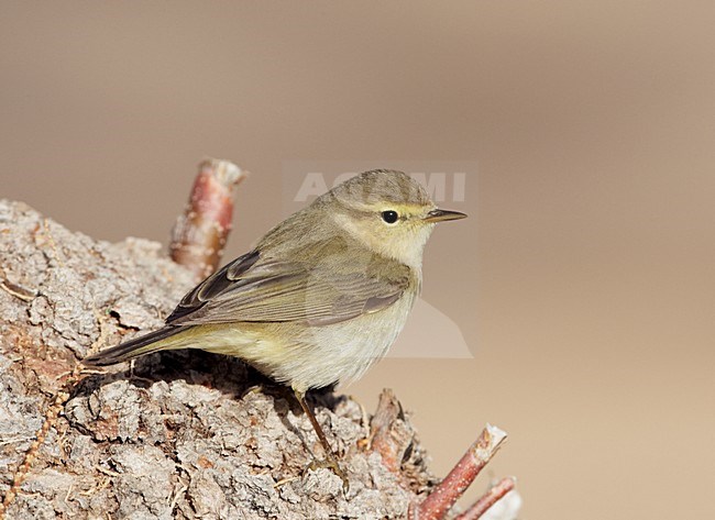 Tjiftjaf op boomstronk; Common Chiffchaff in tree trunc stock-image by Agami/Markus Varesvuo,