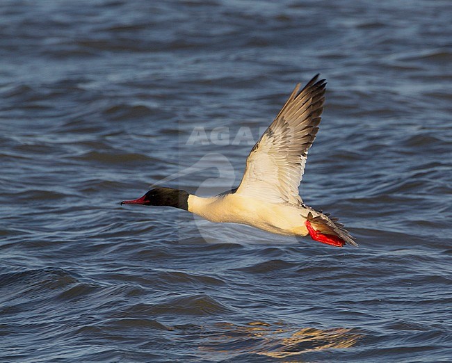 Mannetje Grote Zaagbek in vlucht, Male Goosander in flight stock-image by Agami/Karel Mauer,