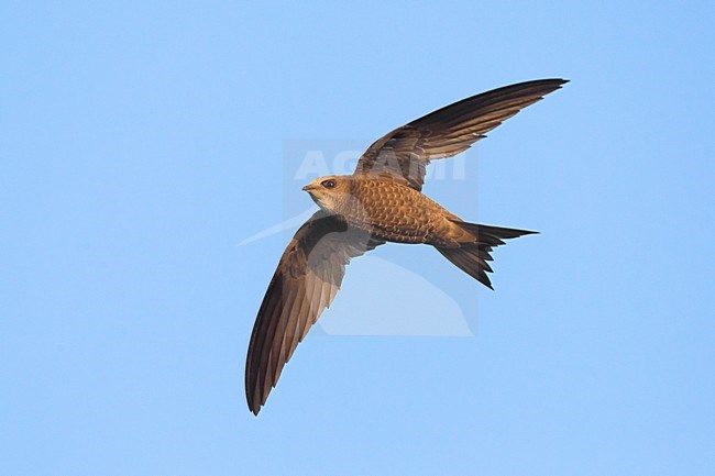 Vale Gierzwaluw in vlucht, Pallid Swift in flight stock-image by Agami/Daniele Occhiato,