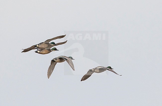 Falcated Duck - Sichelente - Mareca falcata, Russia, adult males in flight stock-image by Agami/Ralph Martin,