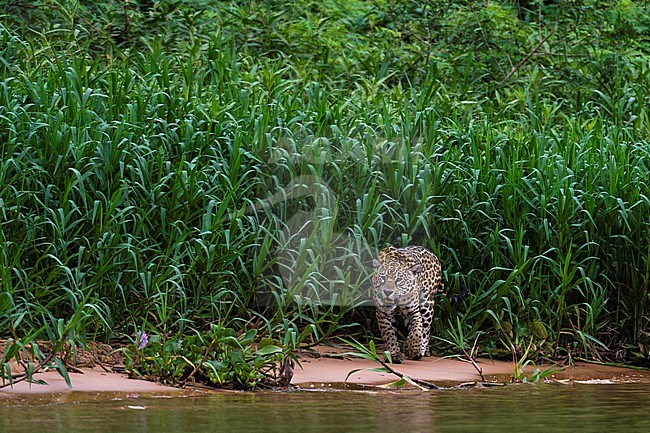 A Jaguar, Panthera onca, walking along the Cuiaba River. Mato Grosso Do Sul State, Brazil. stock-image by Agami/Sergio Pitamitz,