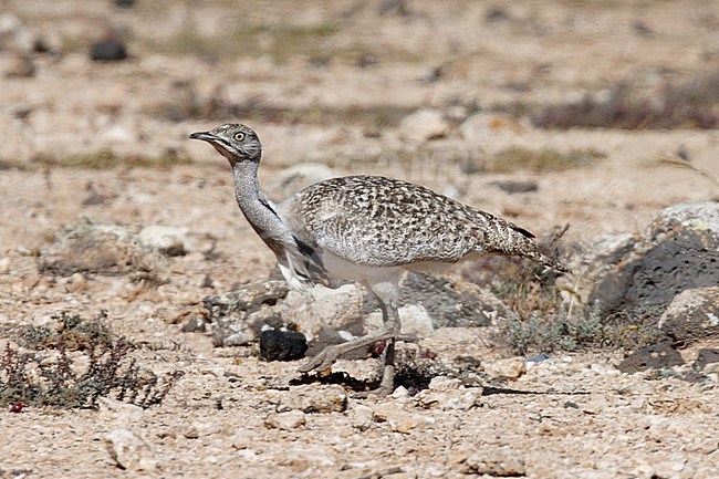 Houbara Bustard (Chlamydotis undulata fuertaventurae) taken the 21/03/2023 at Tindaya - Fuerteventura. stock-image by Agami/Nicolas Bastide,