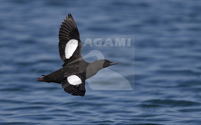 Adult summer plumaged Black Guillemot (Cepphus grylle grylle) at Hirsholmene in Denmark. stock-image by Agami/Helge Sorensen,