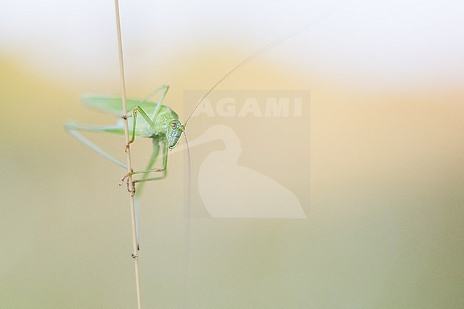 Phaneroptera falcata - Common Sickle Bush-cricket - Gemeine Sichelschrecke, Germany (Baden-Württemberg), imago stock-image by Agami/Ralph Martin,