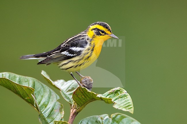 Adult Male Blackburnian Warbler (Setophaga fusca) perched on a plant in northwest Colombia. stock-image by Agami/Rafael Armada,