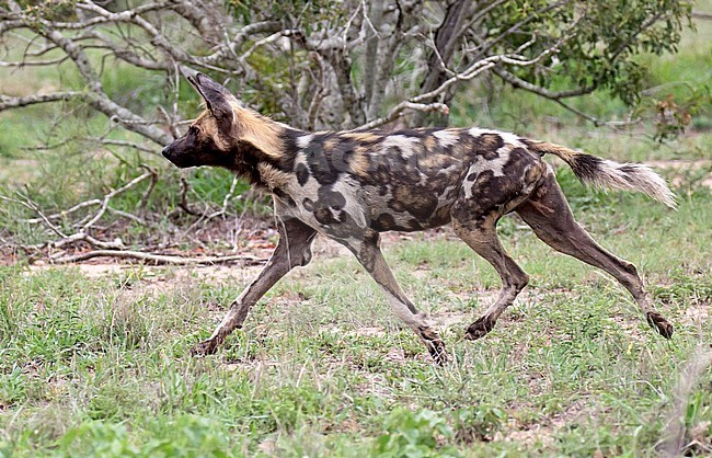 African Wild Dog (Lycaon pictus) in Kruger National Park in South Africa. Adult running on short grass. stock-image by Agami/Dani Lopez-Velasco,