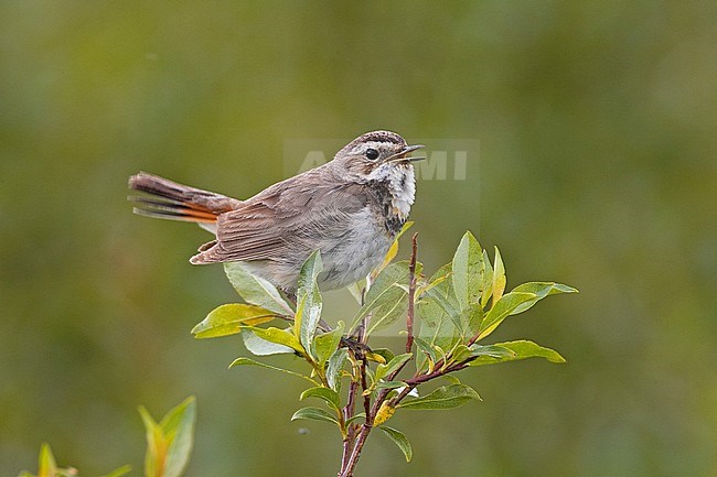 Red-spotted Bluethroat, Luscinia svecic stock-image by Agami/Jari Peltomäki,