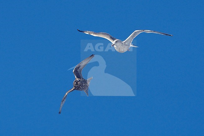 Giervalk vliegend met meeuw; Gyr Falcon flying with Gull stock-image by Agami/Jari Peltomäki,