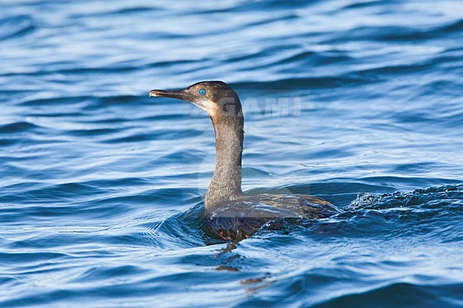 Brandts Aalscholver zwemmend; Brandts Cormorant swimming stock-image by Agami/Marc Guyt,