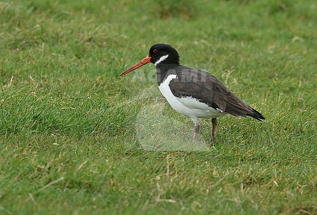 Eurasian Oystercatcher (Haematopus ostralegus), second calender year standing in a Dutch meadow, seen from the side. stock-image by Agami/Fred Visscher,