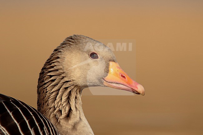 Grauwe gans portret; Greylag Goose ortret stock-image by Agami/Walter Soestbergen,