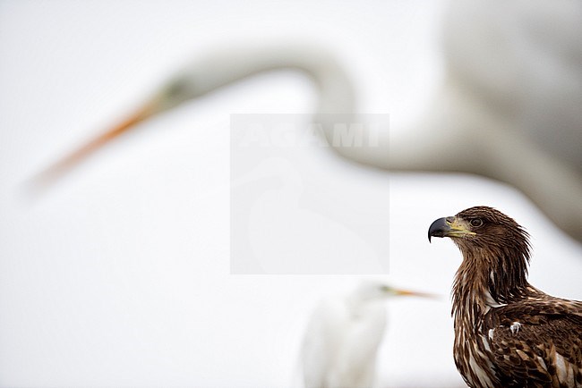 Zeearend tussen de Grote Zilverreigers; White-tailed Eagle between the Great Egrets stock-image by Agami/Bence Mate,