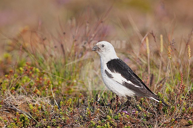 Snow Bunting - Schneeammer - Plectrophenax nivalis ssp. insulae, Iceland, adult male stock-image by Agami/Ralph Martin,