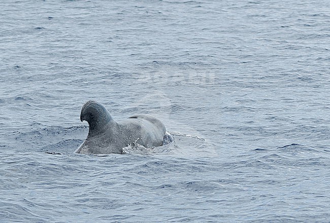 Short-finned Pilot Whale (Globicephala macrorhynchus) off Madeira. stock-image by Agami/Pete Morris,