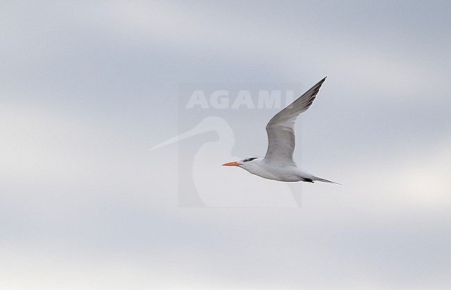 Royal Tern (Thalasseus maximus), in flight at Cape May, New Jersey, USA stock-image by Agami/Helge Sorensen,