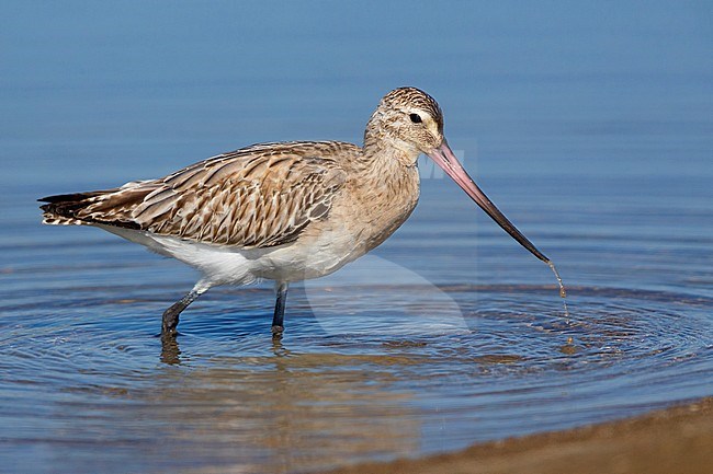 Bar-tailed Godwit (Limosa lapponica), feeding in the water, Liwa, Al Batinah, Oman stock-image by Agami/Saverio Gatto,