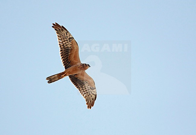 Montagu's Harrier Israel April Niittysuohaukka Circus pygargus stock-image by Agami/Tomi Muukkonen,